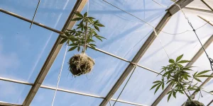 Plantes de cannabis suspendues avec racines aériennes exposées dans une serre, illustrant une culture avancée sans sol.