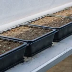 Plateaux de semis de cannabis avec jeunes pousses en germination dans une serre intérieure.