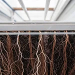 Racines de cannabis longues et denses visibles dans un bac de culture, illustrant une croissance racinaire profonde et structurée.