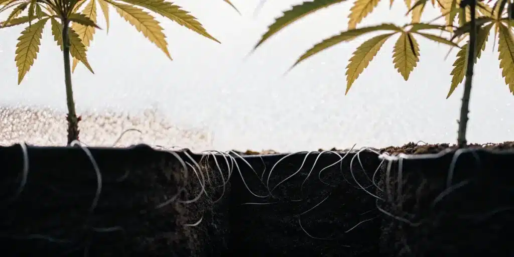 Racines de cannabis en gros plan absorbant l’eau et les nutriments dans le substrat