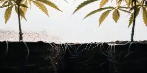 Racines de cannabis en gros plan absorbant l’eau et les nutriments dans le substrat
