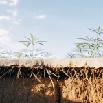 Racines de cannabis visibles en coupe de sol, montrant le développement racinaire d’une culture extérieure saine.
