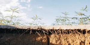 Racines de cannabis visibles en coupe de sol, montrant le développement racinaire d’une culture extérieure saine.