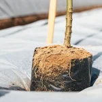 Racines de cannabis visibles dans un pot de culture, absorbant les nutriments essentiels du sol en environnement contrôlé.