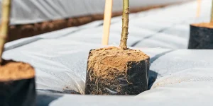 Racines de cannabis visibles dans un pot de culture, absorbant les nutriments essentiels du sol en environnement contrôlé.