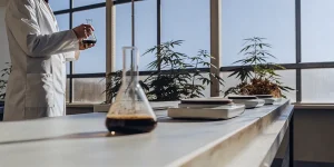 Recherche scientifique sur le cannabis avec analyse de solutions et plantes en laboratoire moderne.