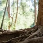 Réseau complexe de racines de plante de cannabis absorbant l’eau et les nutriments dans le sol forestier