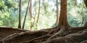 Réseau complexe de racines de plante de cannabis absorbant l’eau et les nutriments dans le sol forestier