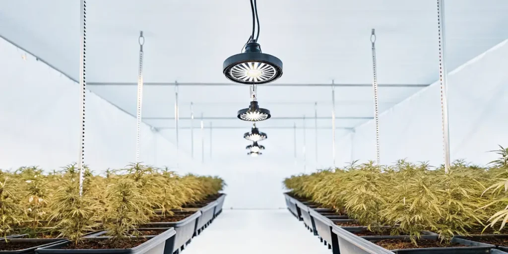 salle de culture de cannabis en intérieur avec éclairage suspendu et rangées de plantes uniformes