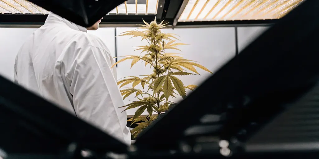 Un scientifique en blouse blanche observe une plante de cannabis en culture intérieure sous éclairage LED professionnel.