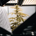 Un scientifique en blouse blanche observe une plante de cannabis en culture intérieure sous éclairage LED professionnel.