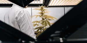 Un scientifique en blouse blanche observe une plante de cannabis en culture intérieure sous éclairage LED professionnel.