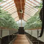 Serre de cannabis avec des rangées de plantes cultivées en bacs surélevés dans un environnement contrôlé.