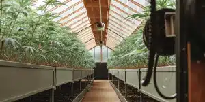 Serre de cannabis avec des rangées de plantes cultivées en bacs surélevés dans un environnement contrôlé.
