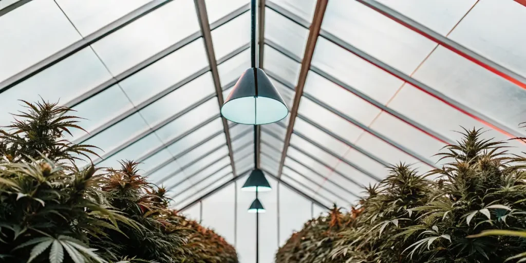 Plants de cannabis en floraison dans une serre moderne avec éclairage suspendu et structure vitrée laissant passer la lumière naturelle.