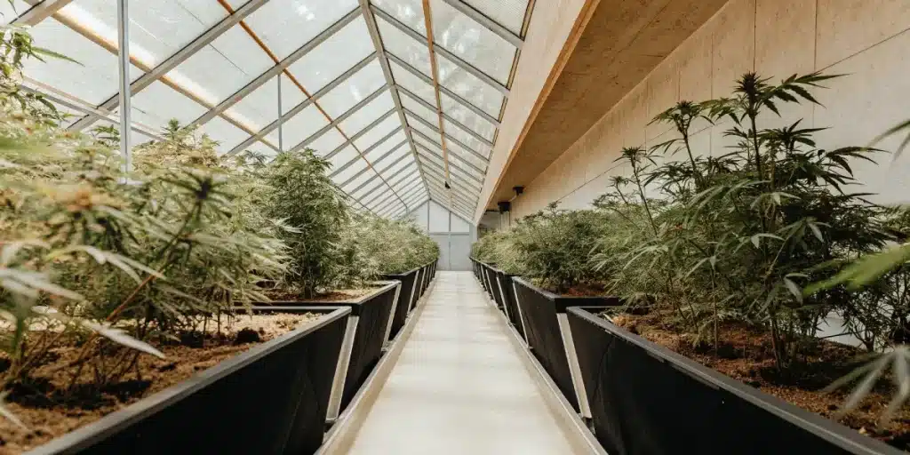 Serre de cannabis haute technologie avec des plantes alignées dans un système de culture professionnel.