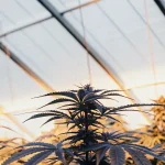Plantes de cannabis en serre sous une lumière chaude au coucher du soleil, avec une structure arquée transparente en arrière-plan.