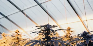 Plantes de cannabis en serre sous une lumière chaude au coucher du soleil, avec une structure arquée transparente en arrière-plan.