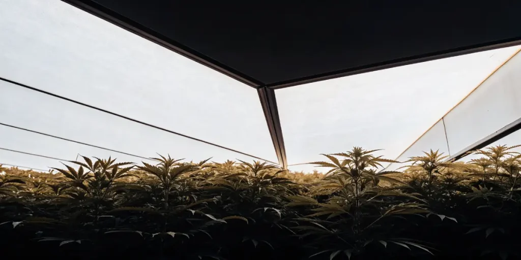 rangées de plants de cannabis sous un plafond en verre dans une serre contemporaine