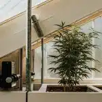 plante de cannabis cultivée en serre avec système de ventilation automatique et panneaux inclinés pour contrôler la lumière et la température