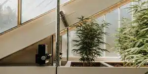 plante de cannabis cultivée en serre avec système de ventilation automatique et panneaux inclinés pour contrôler la lumière et la température