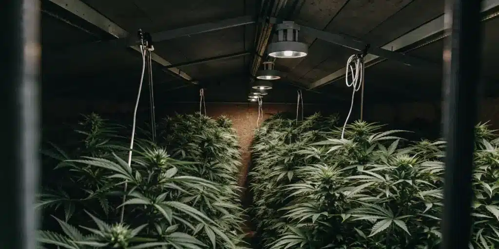 Serre de culture de cannabis CBD avec éclairage suspendu, câbles et plantes en floraison sous structure en bois.