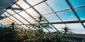 Serre intérieure remplie de plants de cannabis en phase de croissance sous une lumière naturelle filtrée.
