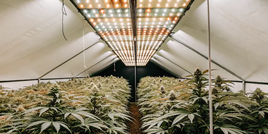 Grande serre moderne remplie de plants de cannabis en floraison sous des lampes LED puissantes, avec rangées organisées et éclairage horticole intensif.
