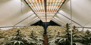 Grande serre moderne remplie de plants de cannabis en floraison sous des lampes LED puissantes, avec rangées organisées et éclairage horticole intensif.