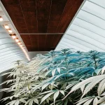 plants de cannabis en culture intérieure dans une serre moderne sous éclairage LED blanc et bleu