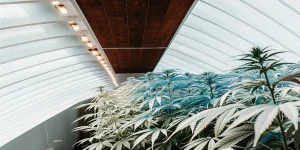 plants de cannabis en culture intérieure dans une serre moderne sous éclairage LED blanc et bleu