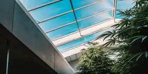 Plantes de cannabis en pleine croissance dans une serre moderne avec toit vitré laissant entrer une lumière naturelle intense.