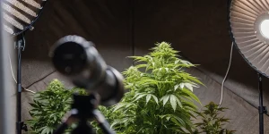 Plante de cannabis en pleine floraison observée dans un studio de culture avec éclairage LED et matériel d’analyse des photorécepteurs.