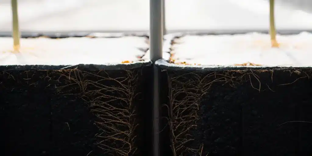Système racinaire de plants de cannabis en culture contrôlée, illustrant l’absorption de l’azote et des éléments nutritifs.