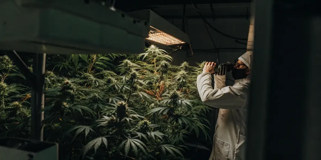 Un technicien examine une culture de cannabis en intérieur à l’aide d’un appareil d’observation sous lampes LED.
