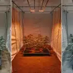 Tente de culture de cannabis en intérieur avec plantes sous différents spectres lumineux simulant plusieurs phases de croissance