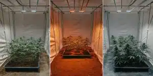 Tente de culture de cannabis en intérieur avec plantes sous différents spectres lumineux simulant plusieurs phases de croissance