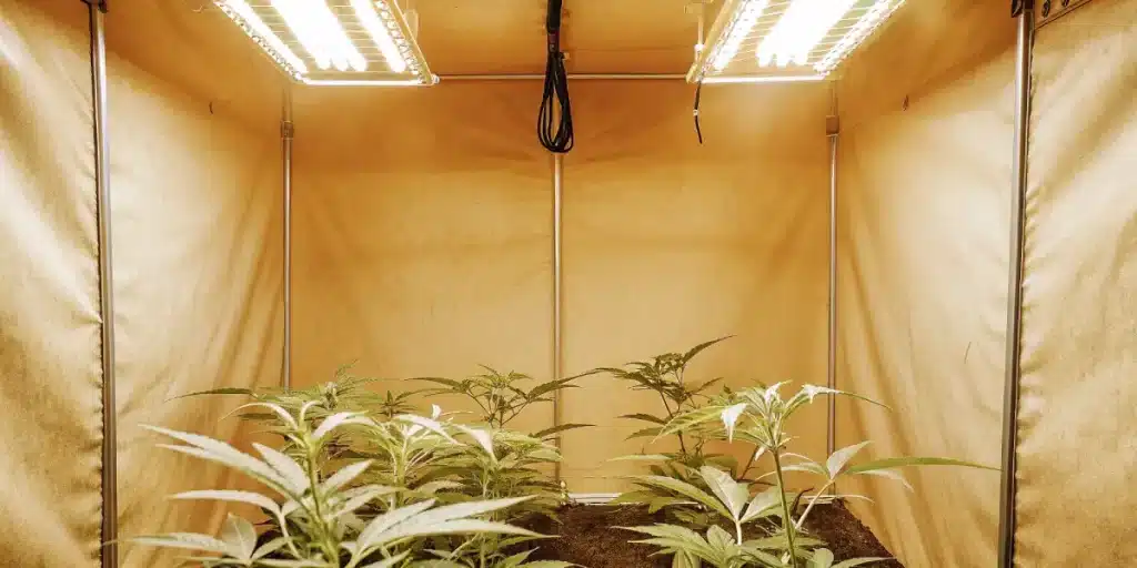 Tente de culture intérieure de cannabis sous LED, jeunes plants en phase de croissance végétative.