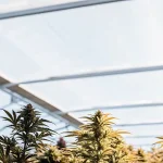 Variété autoflorissante de cannabis cultivée en serre sous lumière naturelle avec toiture translucide moderne