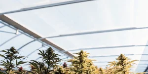 Variété autoflorissante de cannabis cultivée en serre sous lumière naturelle avec toiture translucide moderne