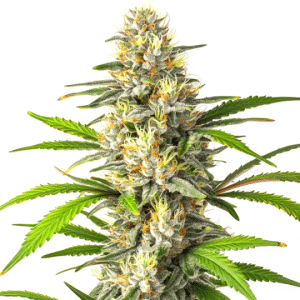 tête de cannabis Banana Jelly x Permanent Marker riche en trichomes