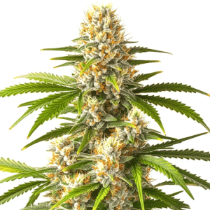 tête de cannabis Pineapple Fruz x Permanent Marker avec pistils orange et trichomes