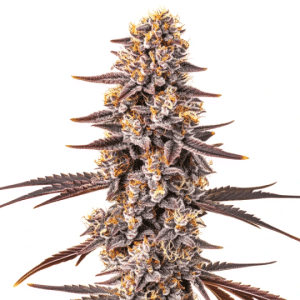 bourgeon de cannabis Pluto x Permanent Marker aux tons violets et résineux