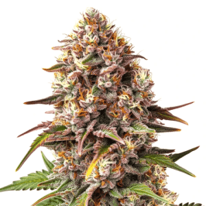 Bourgeon de cannabis Piñata avec trichomes visibles et pistils orange