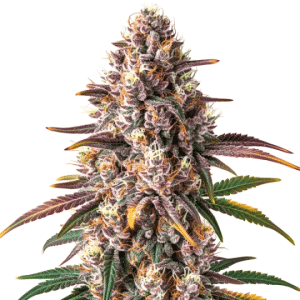 Gros plan sur un bourgeon de cannabis Pink Champagne aux couleurs violettes et trichomes abondants