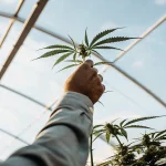Agriculteur inspectant une plante de cannabis dans une serre lumineuse.