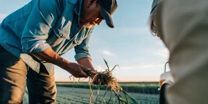 Agriculteur inspectant les racines d une plante en culture exterieure.
