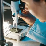 Scientifique analysant un echantillon de cannabis au microscope en laboratoire.