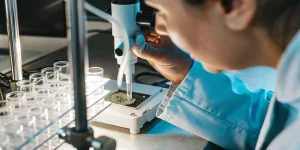 Scientifique analysant un echantillon de cannabis au microscope en laboratoire.