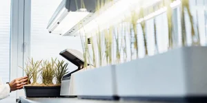 Analyse plantes laboratoire eclairage LED avec echantillons en pots sous lumiere blanche.